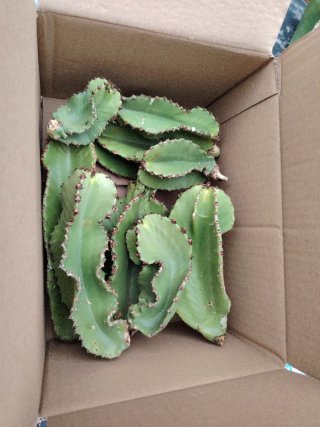 10 esquejes Euphorbia Ingens