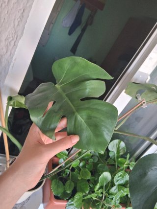 Monstera Deliciosa Planta