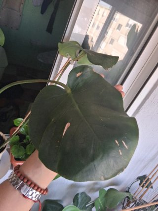 Monstera Deliciosa Planta