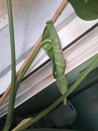 Monstera Deliciosa Planta