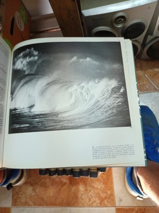 Albatros enciclopedia del mar