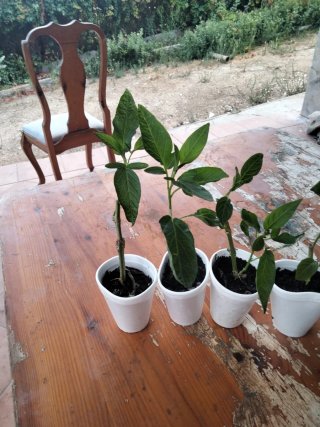 Lotev 4 Plantas de Pepino Dulce y semillas pepino