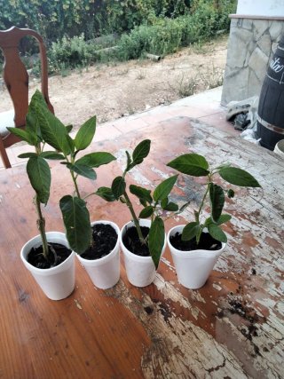 Lotev 4 Plantas de Pepino Dulce y semillas pepino