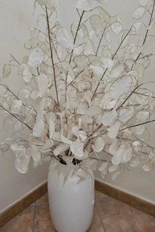 20 Semillas Lunaria Annua Frescas