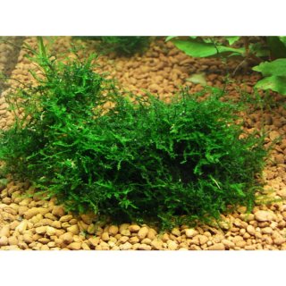 Musgo de Java para acuario
