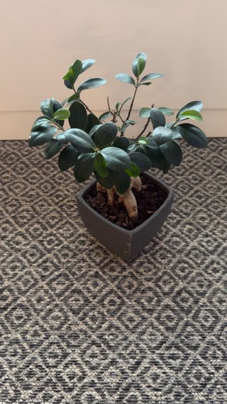 Planta de interior en maceta gris Bonsai