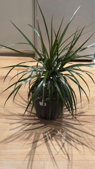 Planta de interior Dracaena