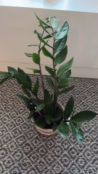 Planta de interior ZZ