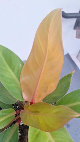 Philodendron Orange Princess Planta