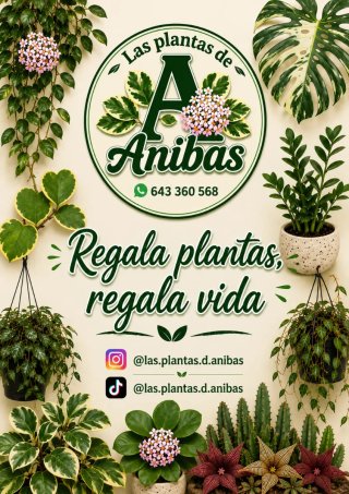Philodendron Orange Princess Planta