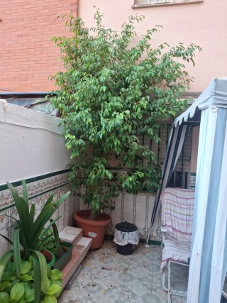 Planta Ficus Benjamina