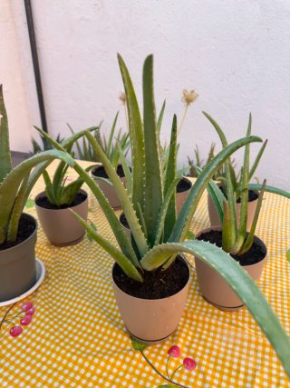 Plantas de Aloe Vera
