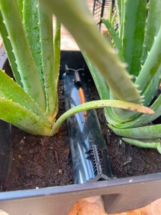 Planta Aloe Vera en Maceta