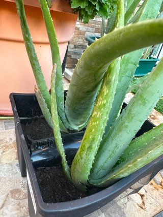 Planta Aloe Vera en Maceta