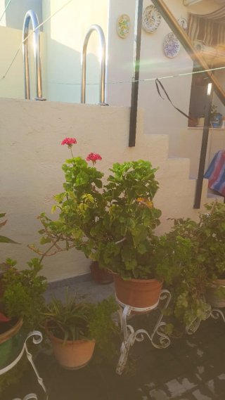 Plantas