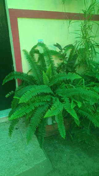 Plantas