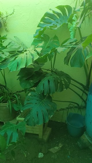 Plantas
