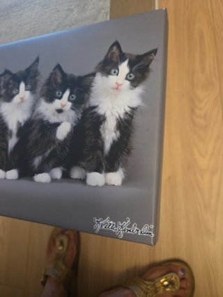 Cuadro Decorativo Gatos Blanco y Negro
