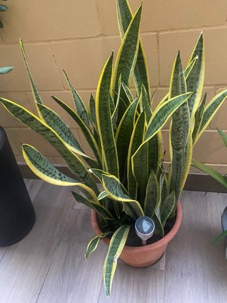 Lengua de suegra planta