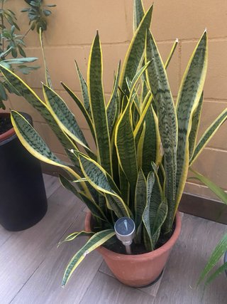 Lengua de suegra planta