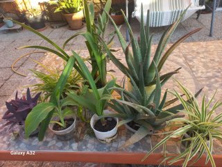 Lote universitario. Plantas de Aloe Vera y Cinta