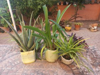 Lote universitario. Plantas de Aloe Vera y Cinta