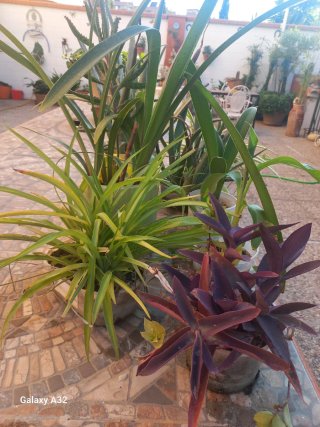 Lote universitario. Plantas de Aloe Vera y Cinta
