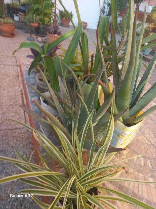 Lote universitario. Plantas de Aloe Vera y Cinta