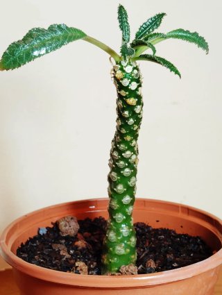 Planta.Caudex.Dorstenia Foetida.
