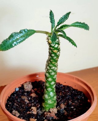 Planta.Caudex.Dorstenia Foetida.