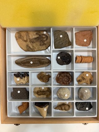 Caja Madera Fósiles y Réplicas Didácticas