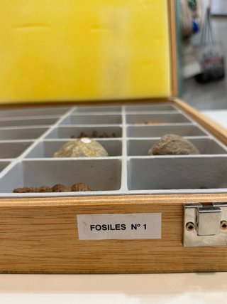 Caja Madera Fósiles y Réplicas Didácticas