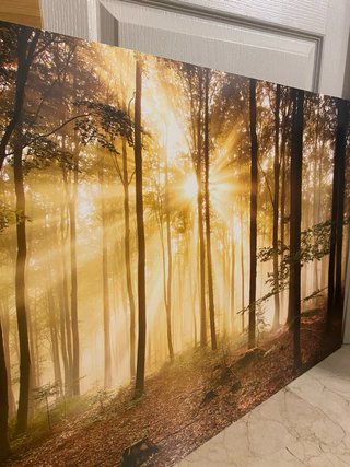 Cuadro Bosque Amanecer