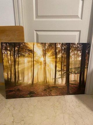 Cuadro Bosque Amanecer