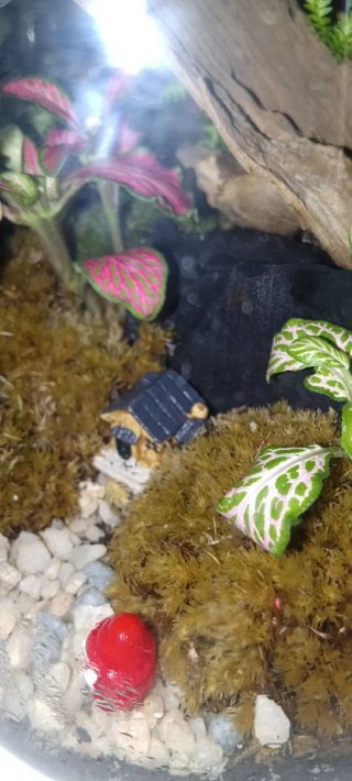 Terrario de plantas