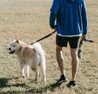 Paseador de perros