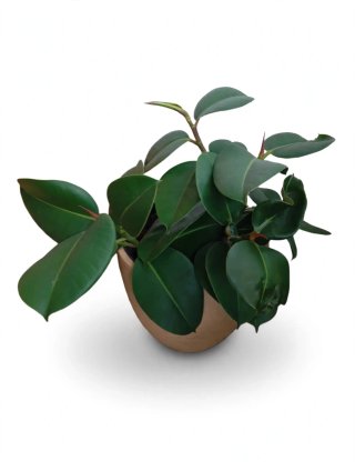 Pianta FICUS ELASTICA