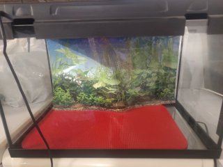 Acuario con base roja