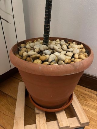 Planta de interior alta