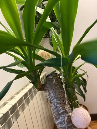 Planta de interior Yucca
