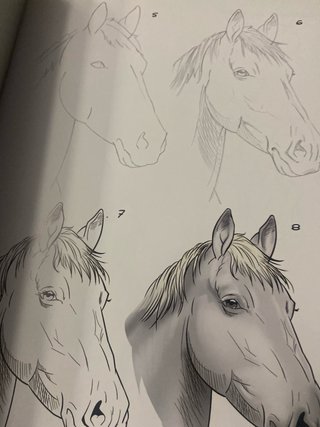 Dibujo y pinto caballos