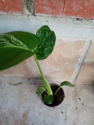 Monstera bulbasaur
