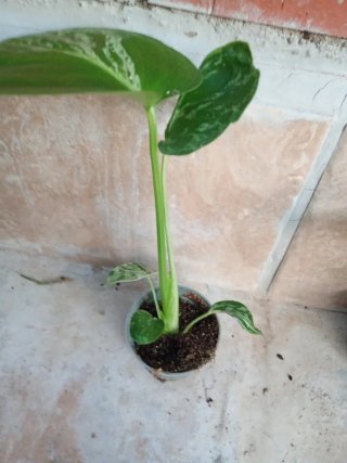 Monstera bulbasaur