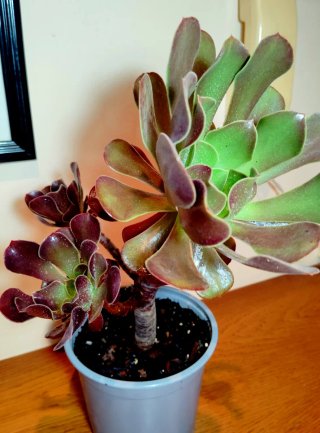 Planta.Aeonium Arboreum "Velour".