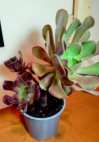 Planta.Aeonium Arboreum "Velour".