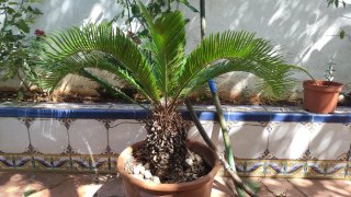 Palmera Sago (Cycas revoluta) en maceta