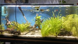 Acuario cristal 120x50x50