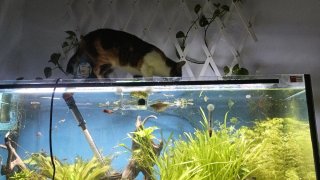 Acuario cristal 120x50x50