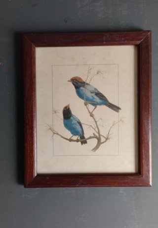 Lote 4 Cuadros Vintage Aves 22x18,5 cm