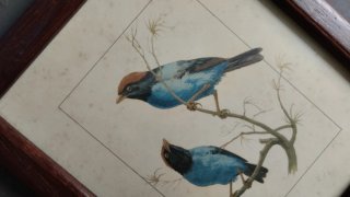Lote 4 Cuadros Vintage Aves 22x18,5 cm